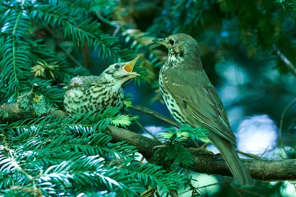 Song Thrush kuş yemi solucanlarla (Turdus Philomelos )