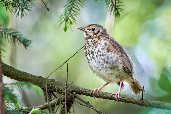 Song Thrush kuş yavrusu (Turdus Philomelos )