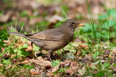 Yiyecek arayan karatavuk dişi kuş (Turdus merula). 