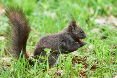 Avrasya kızıl sincabı ceviz yiyor (Sciurus vulgaris)
