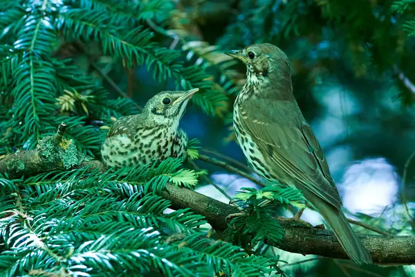 Song Thrush kuş yemi solucanlarla (Turdus Philomelos )