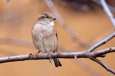 Bir dala oturmuş ev kuşu dişi kuş (Passer domesticus)