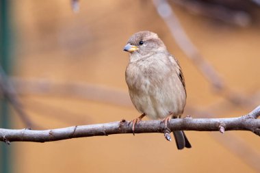 Bir dala oturmuş ev kuşu dişi kuş (Passer domesticus)