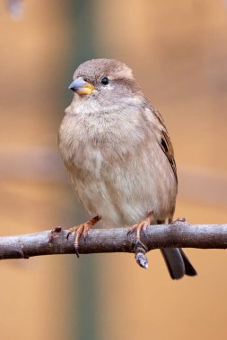 Bir dala oturmuş ev kuşu dişi kuş (Passer domesticus)