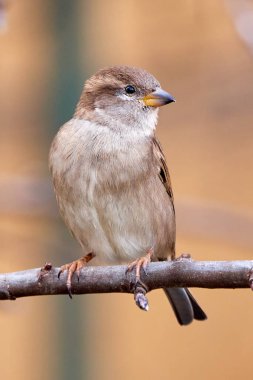 Bir dala oturmuş ev kuşu dişi kuş (Passer domesticus)