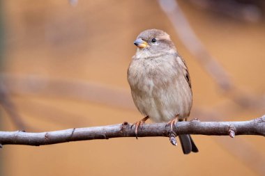 Bir dala oturmuş ev kuşu dişi kuş (Passer domesticus)