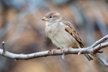 Bir dala oturmuş ev kuşu dişi kuş (Passer domesticus)