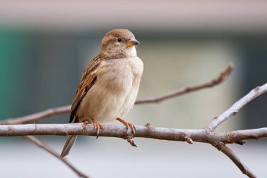 Bir dala oturmuş ev kuşu dişi kuş (Passer domesticus)