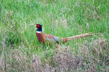 Doğal habitatta yaygın sülün erkek (Phasianus colchicus)
