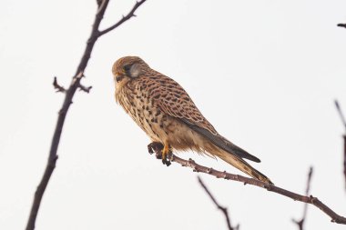 Bir dalda oturan sıradan kerkenez (Falco tinnunculus). Yırtıcı Kuş