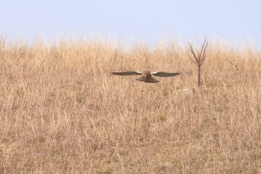Yaygın kerkenez saldırısı (Falco tinnunculus). Yırtıcı Kuş