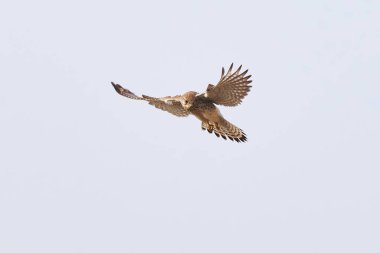 Avın üzerinde süzülen kerkenez (Falco tinnunculus). Yırtıcı Kuş