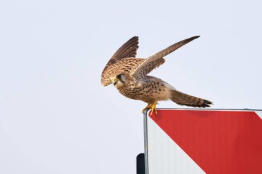 Yaygın kerkenez saldırısı (Falco tinnunculus). Yırtıcı Kuş
