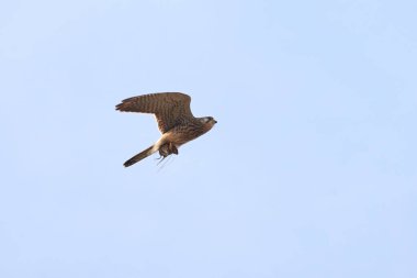 Pençeleriyle (Falco tinnunculus) uçan kerkenez. Yırtıcı Kuş