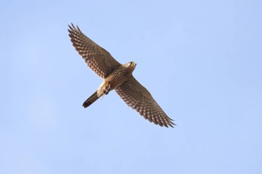 Pençeleriyle (Falco tinnunculus) uçan kerkenez. Yırtıcı Kuş