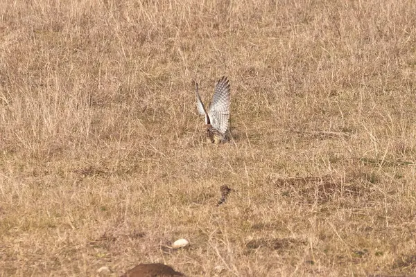 Yaygın kerkenez saldırısı (Falco tinnunculus). Yırtıcı Kuş