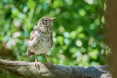 Song Thrush kuş yavrusu (Turdus Philomelos )