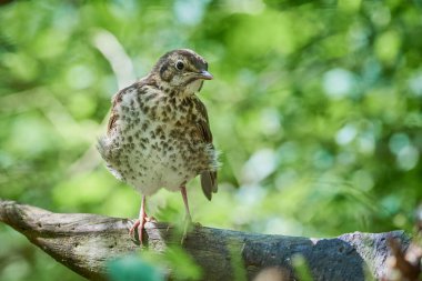 Song Thrush kuş yavrusu (Turdus Philomelos )
