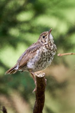 Song Thrush kuş yavrusu (Turdus Philomelos )