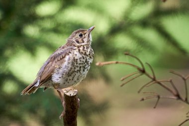 Song Thrush kuş yavrusu (Turdus Philomelos )