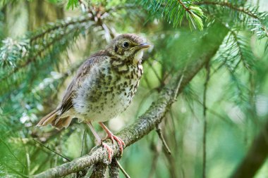 Song Thrush kuş yavrusu (Turdus Philomelos )