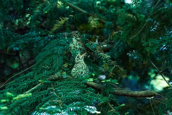 Song Thrush kuş yemi solucanlarla (Turdus Philomelos )