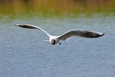 Uçan siyah başlı martı (Chroicocephalus ridibundus). Yaz tüyleri