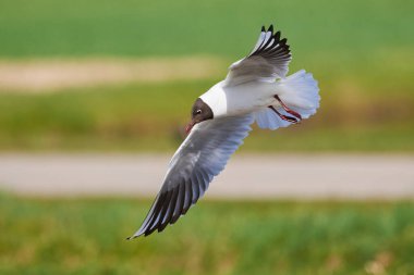 Uçan siyah başlı martı (Chroicocephalus ridibundus). Yaz tüyleri