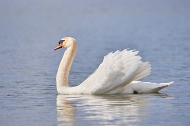 Göl tüyleri üzerindeki sessiz kuğu (Cygnus olor)