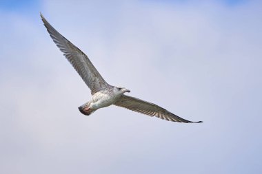 Avrupa ringa martısı uçuyor (Larus argentatus)