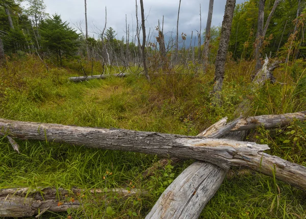 Wczesna Jesień Bagna Maine Mnóstwem Martwych Drzew — Zdjęcie stockowe