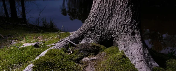 Grande Árvore Anoitecer Lado Jordan Lake Carolina Norte — Fotografia de Stock