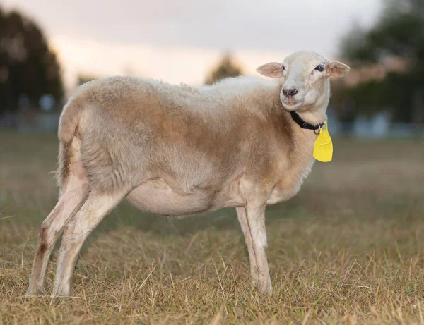 Домашні Вівці Полі Сонцем Спускається Позаду — стокове фото