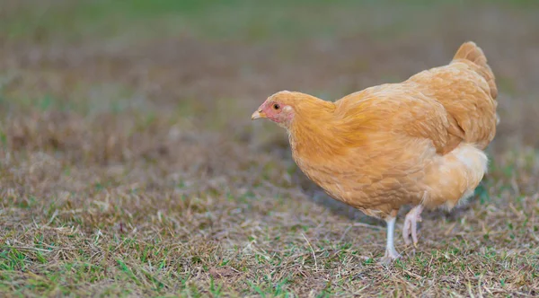 Golden Chicken Hen Field Copy Space Left — Stock Photo, Image