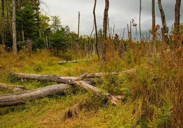 Árboles Muertos Pantano Maine Principios Otoño — Foto de Stock