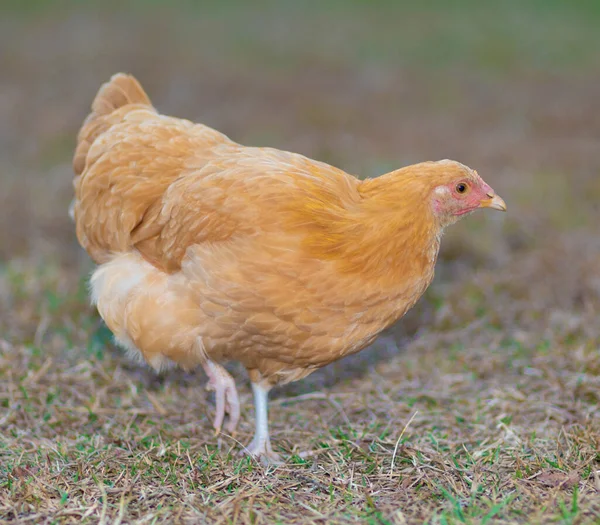 Goldene Henne Sucht Futter Auf Der Weide — Stockfoto
