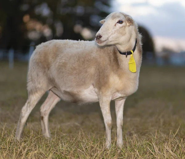 Sheep with a yellow tag standing on a pasture with sun setting behind trees