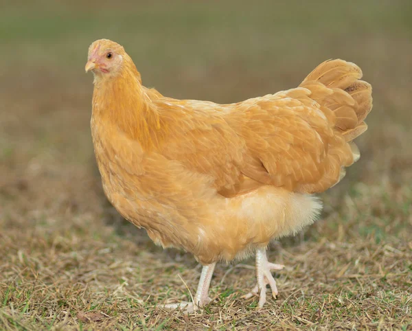 Goldfarbene Henne Auf Einer Wiese — Stockfoto