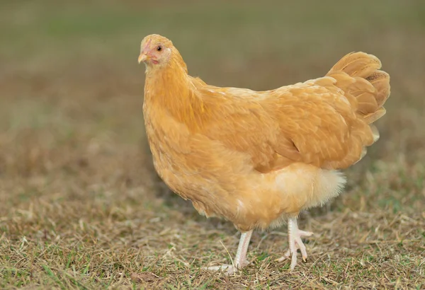 Hühnerhuhn Das Auf Einer Wiese Goldfarben Ist — Stockfoto