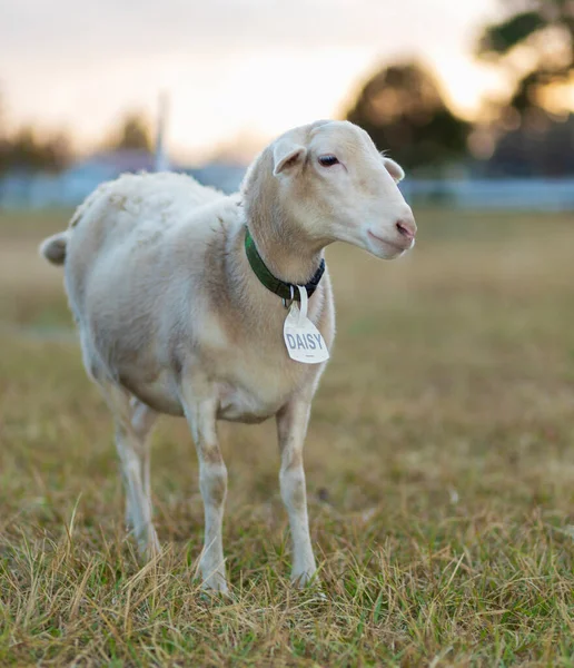 Ovelhas Domésticas Chamado Daisy Pasto Com Pôr Sol Para Trás — Fotografia de Stock