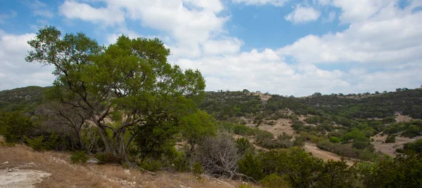 Texas Hill Country 'de bir tepede büyük bir mesquite ağacı.