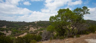 Texas Hill Country 'de büyük mesquite ağacı