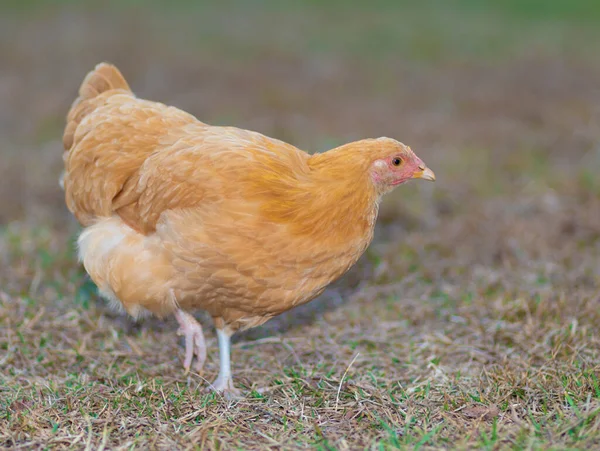 Leuchtend Orangefarbene Hühnerhühner Auf Einer Wiese — Stockfoto