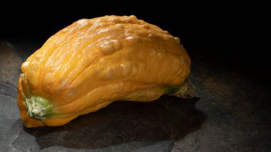 Kahverengi taş yüzeyde kısa sarı suqash