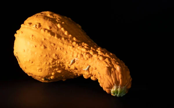Huge yellow squash reflecting on a black background with copy space