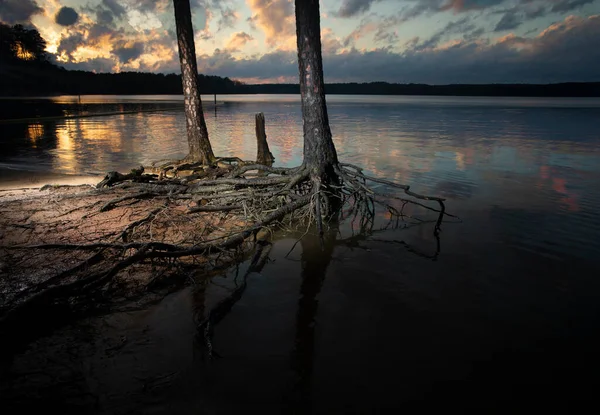 Puesta Sol Lago Jordán Carolina Del Norte Con Árboles Raíces —  Fotos de Stock