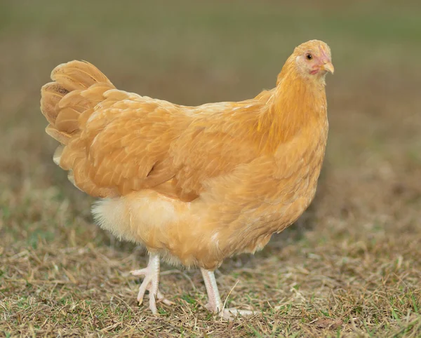 Gelbe Und Orangefarbene Hühner Auf Einer Wiese — Stockfoto