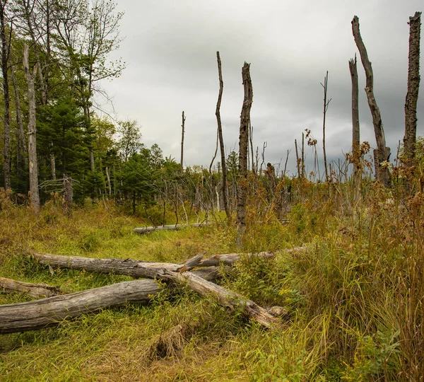 Deadfall Pantano Maine Principios Otoño —  Fotos de Stock