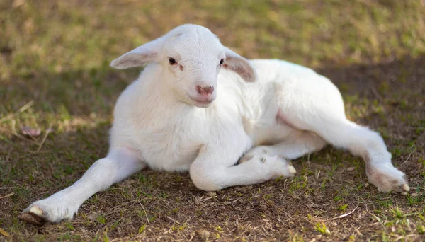 Bright White Young Katahdin Sheep Lamb Resting Some Grass — Stock Photo, Image