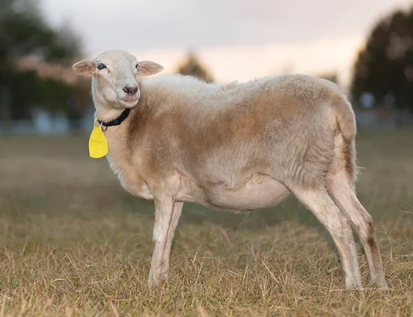 在有太阳下山的田里给家养的羊贴标签 — 图库照片